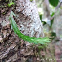 Podochilus malabaricus Wight